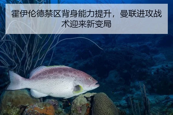 霍伊伦德禁区背身能力提升，曼联进攻战术迎来新变局