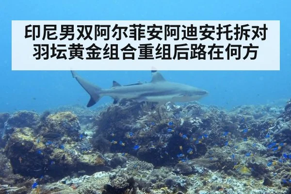 印尼男双阿尔菲安阿迪安托拆对羽坛黄金组合重组后路在何方